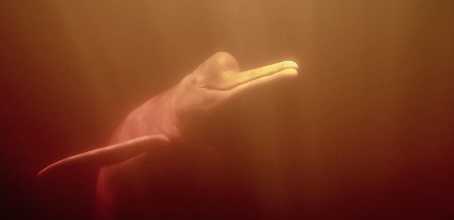 Dive into the World of Pink River Dolphins