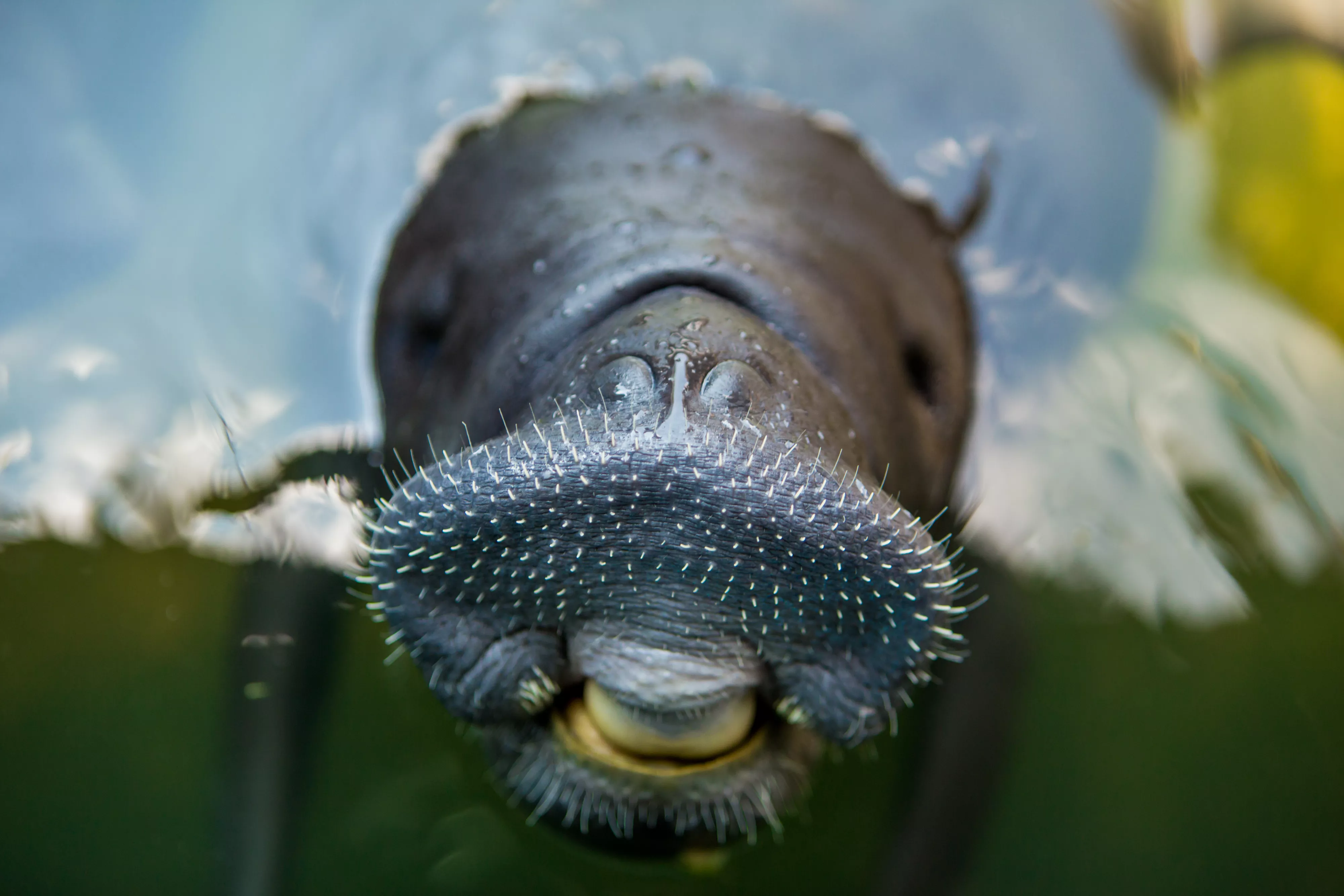 The Giant of the Amazon