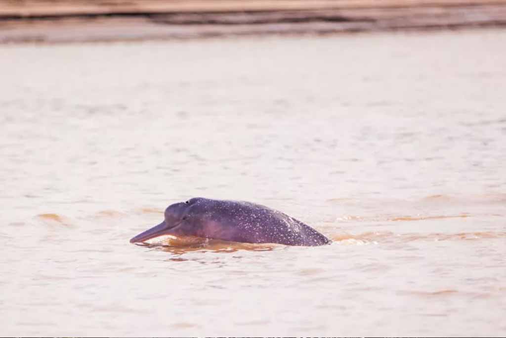 Dive into the World of Pink River Dolphins