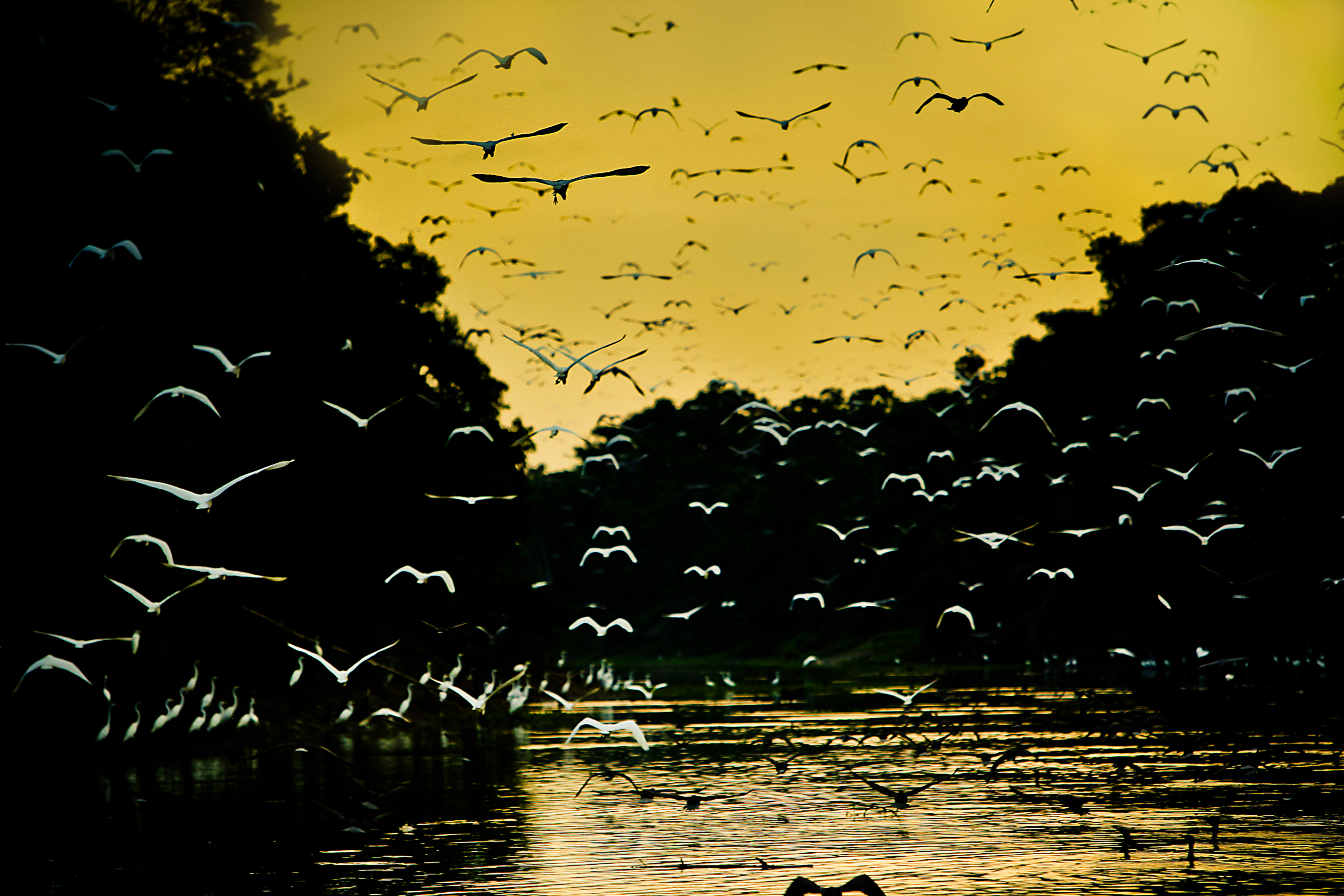 Exploring the Wonders of Global Big Day: Celebrating Migratory Birds in the Amazon Rainforest