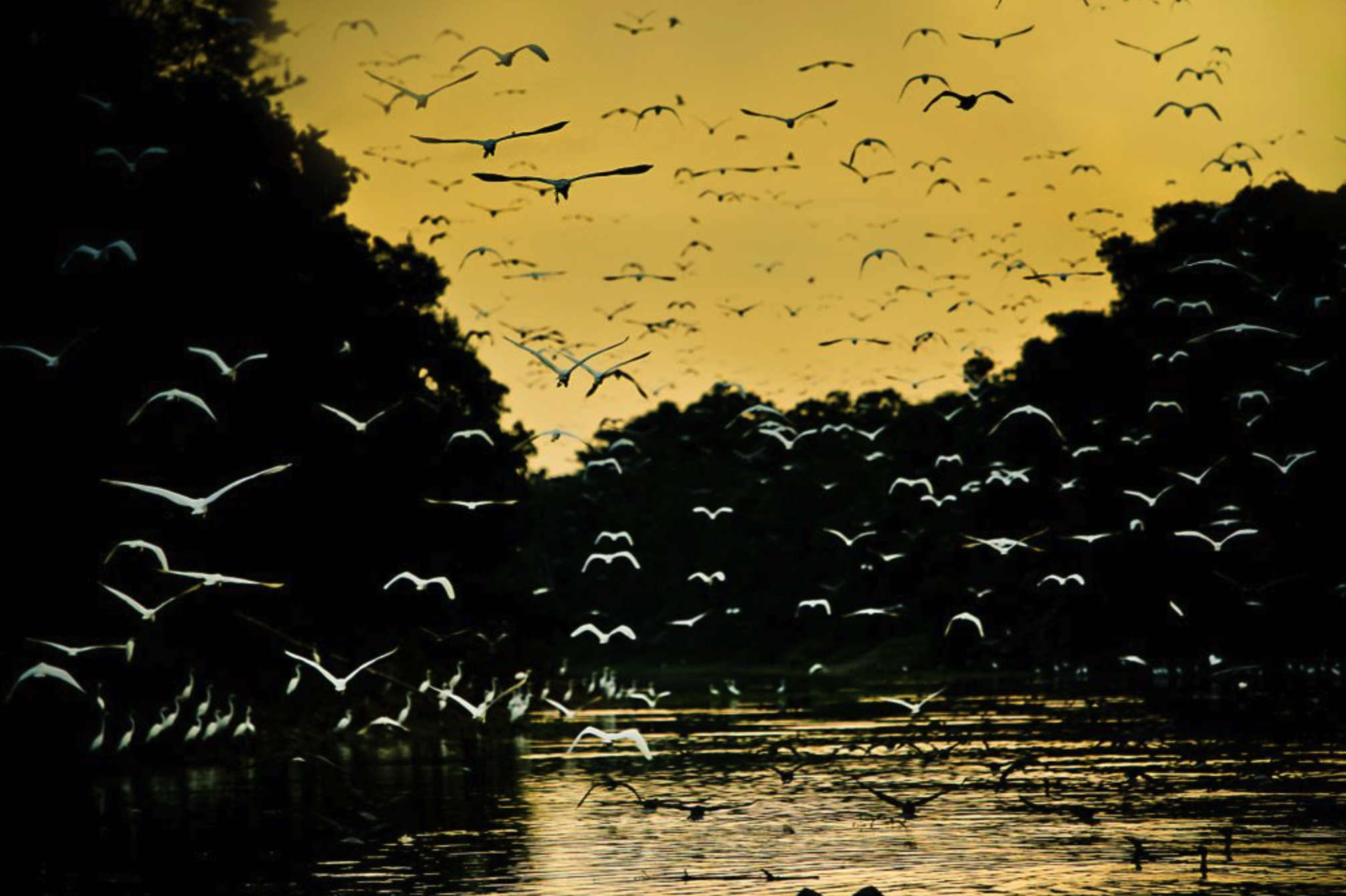 Exploring the Wonders of Global Big Day: Celebrating Migratory Birds in the Amazon Rainforest