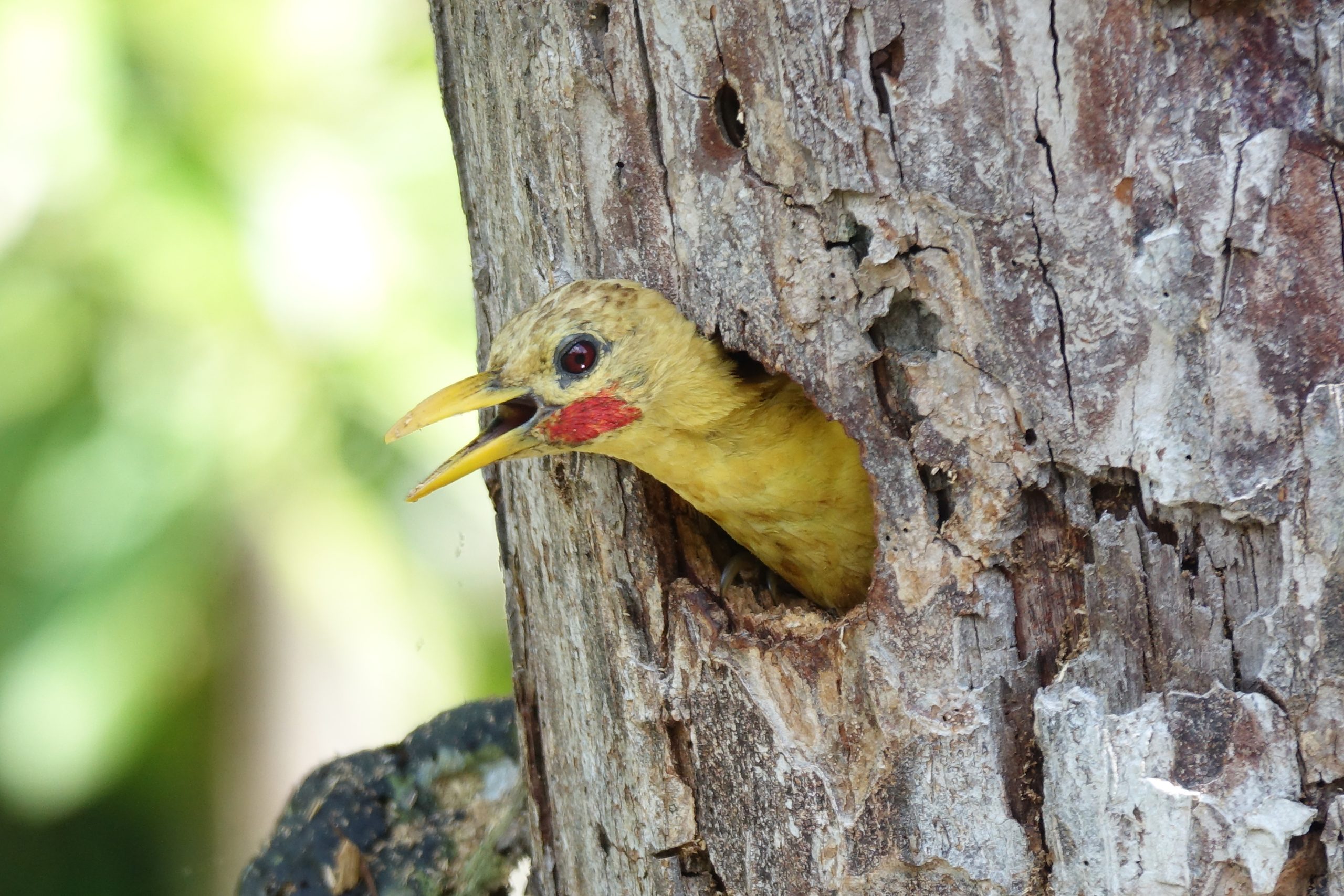 Exploring the Wonders of Global Big Day: Celebrating Migratory Birds in the Amazon Rainforest
