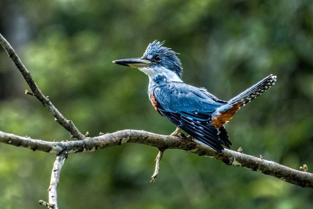 Peruvian Amazon Wildlife