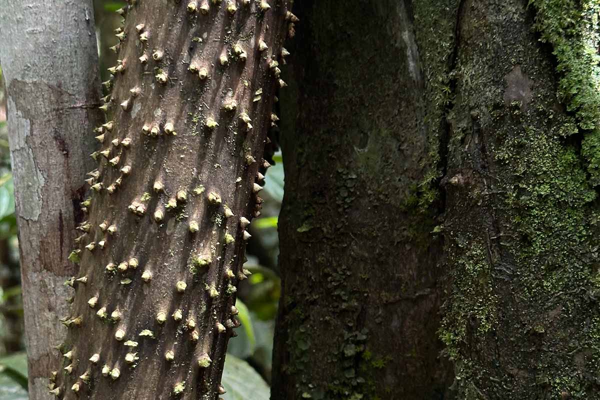 What Plants Are in the Amazon Rainforest?