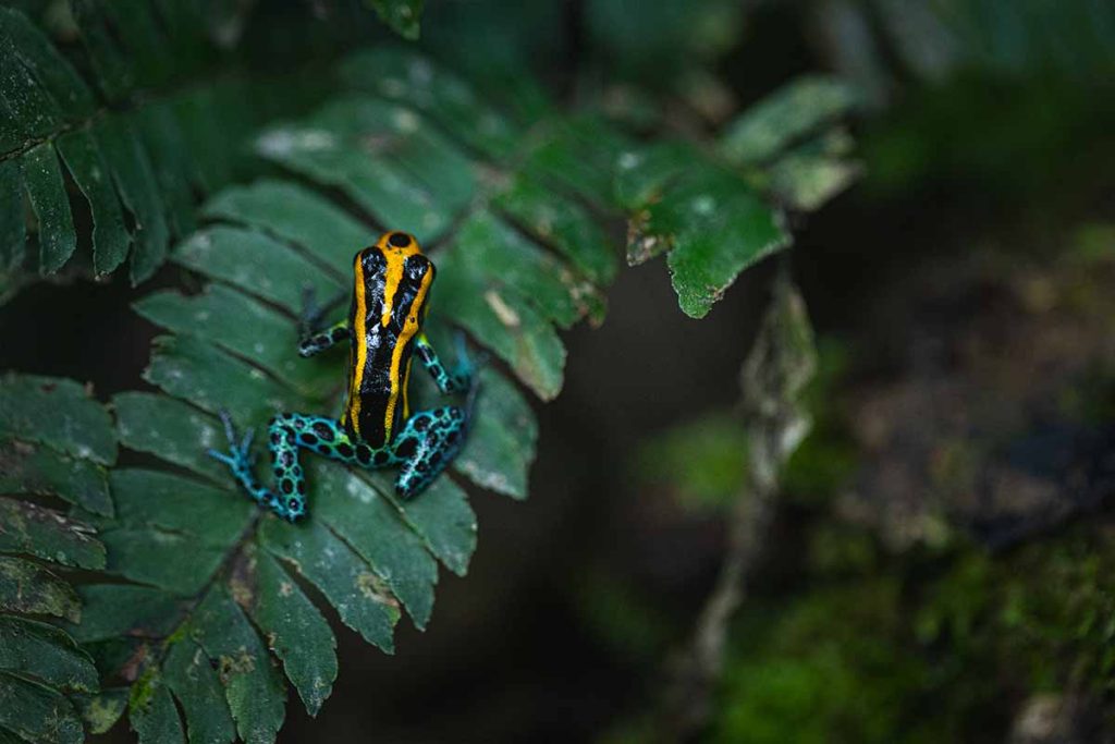 Travel Diary: My Delfin Amazon Cruises Experience