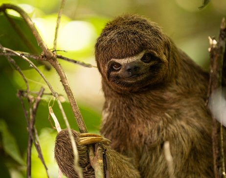 Three-toed sloth