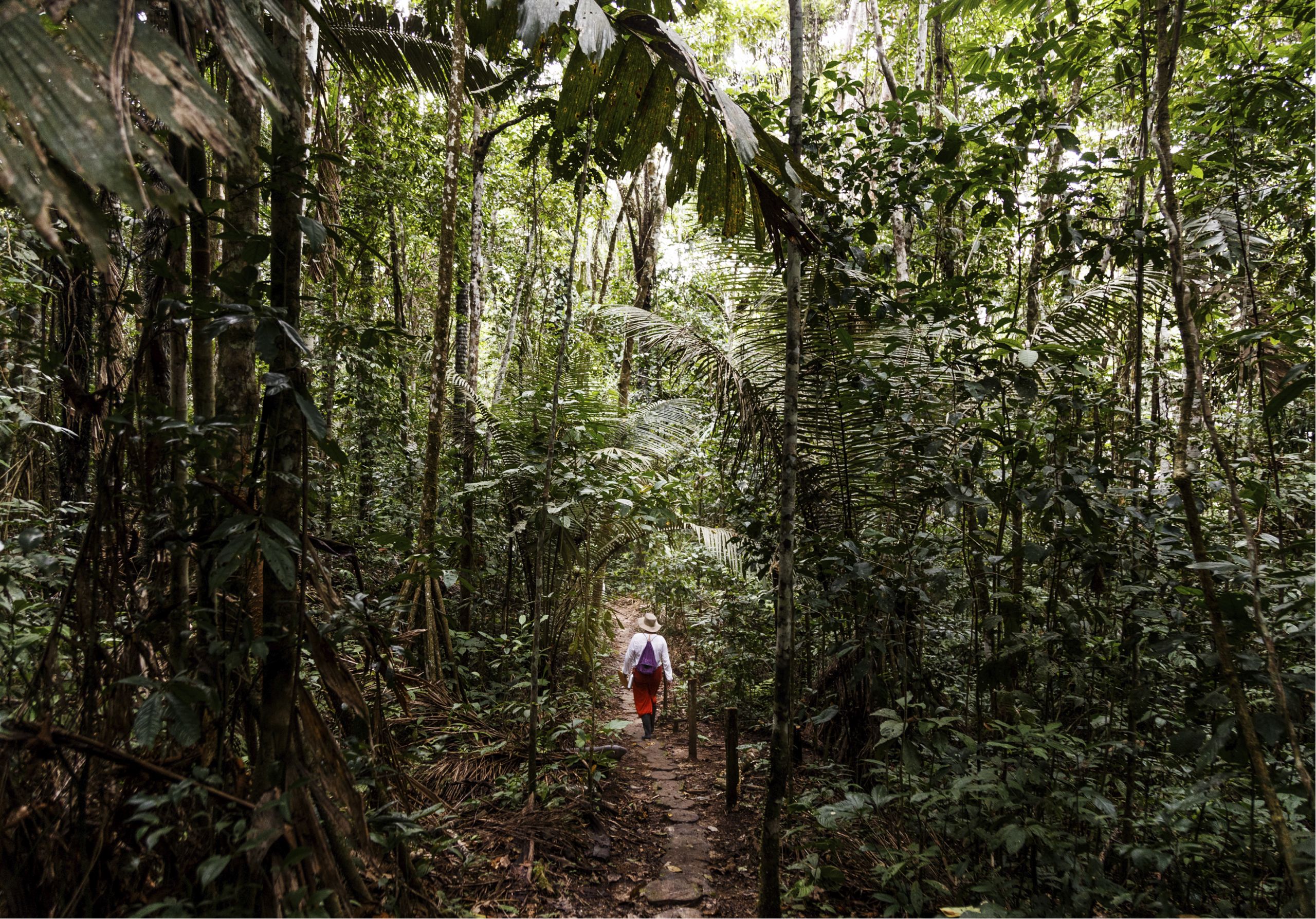 Wellness Special Departure: Journey Into Stillness and the Heart of the Amazon