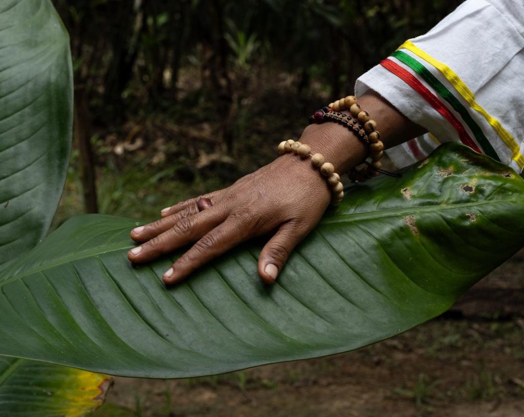 What Plants Are in the Amazon Rainforest?