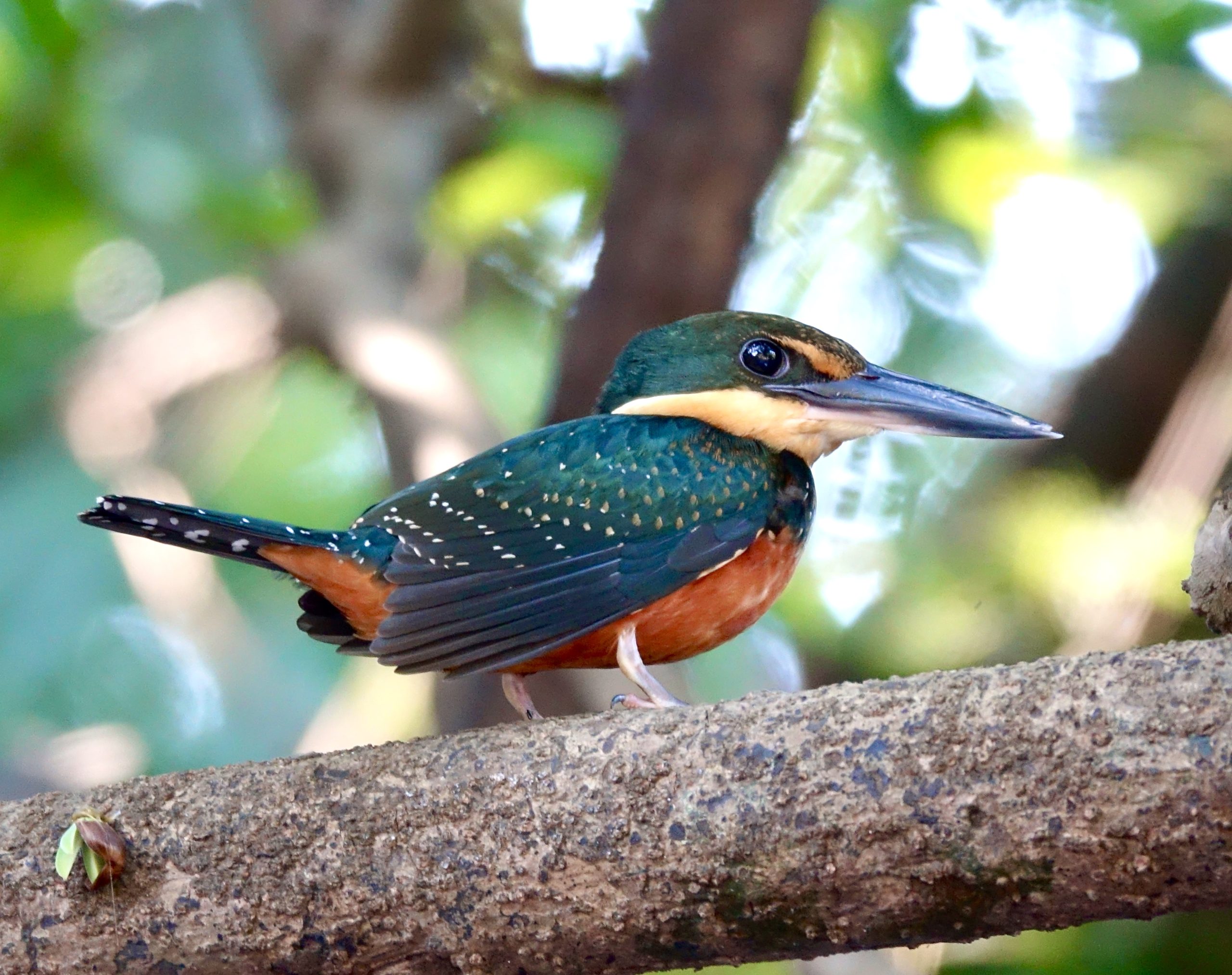 A Chorus That Crossed the Skies, Birdwatching with Delfin Amazon Cruises