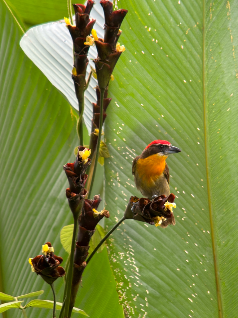 Colorful Amazon bird perched on heliconia flowers in the rainforest