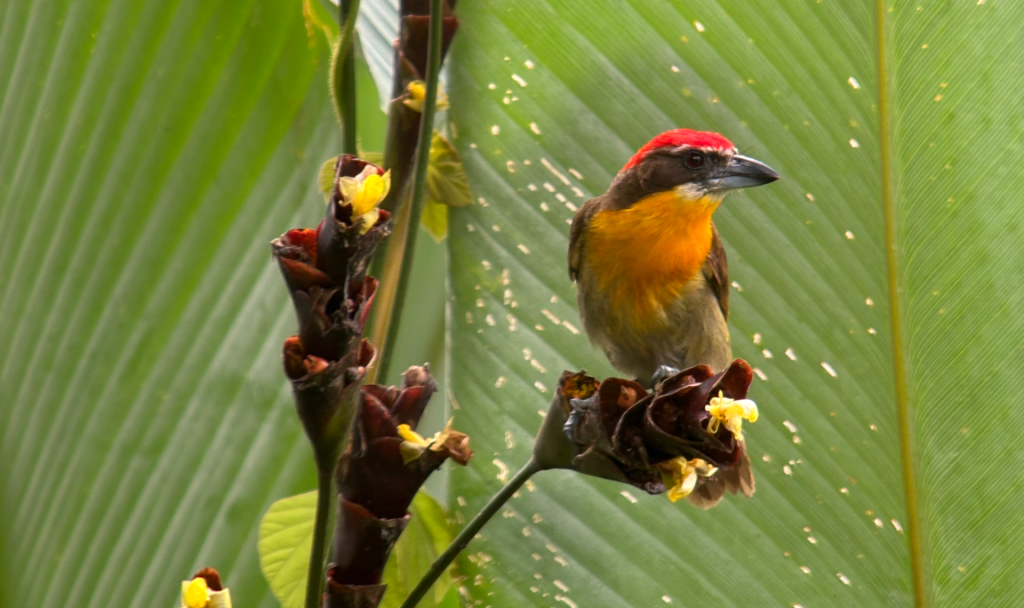 Colorful Amazon bird perched on heliconia flowers in the rainforest