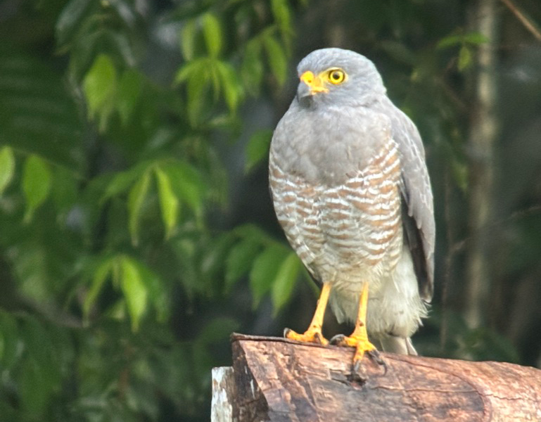Grey hawk perched on a wooden post in the Amazon rainforest
