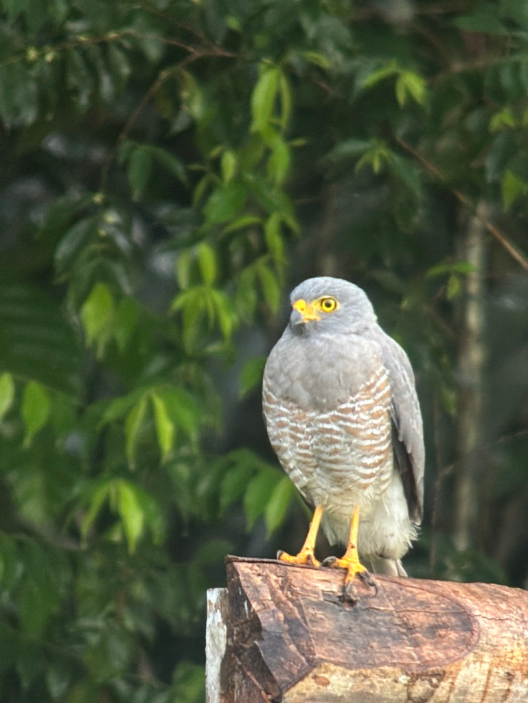 Grey hawk perched on a wooden post in the Amazon rainforest