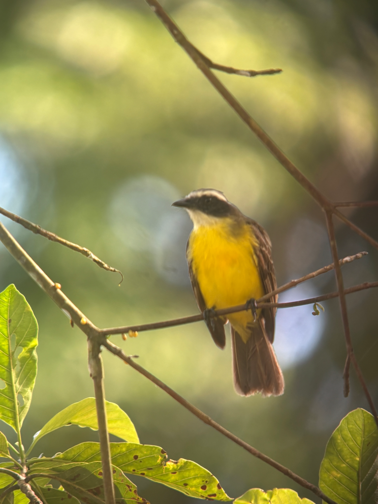 Yellow breasted bird perched on a branch in the Amazon rainforest