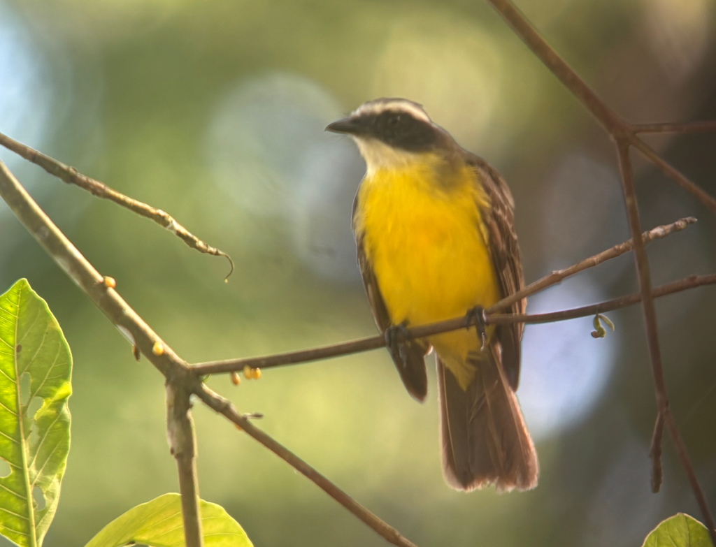 Yellow breasted bird perched on a branch in the Amazon rainforest