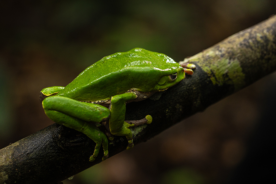 Amazon artisan weaving chambira palm fibers by hand