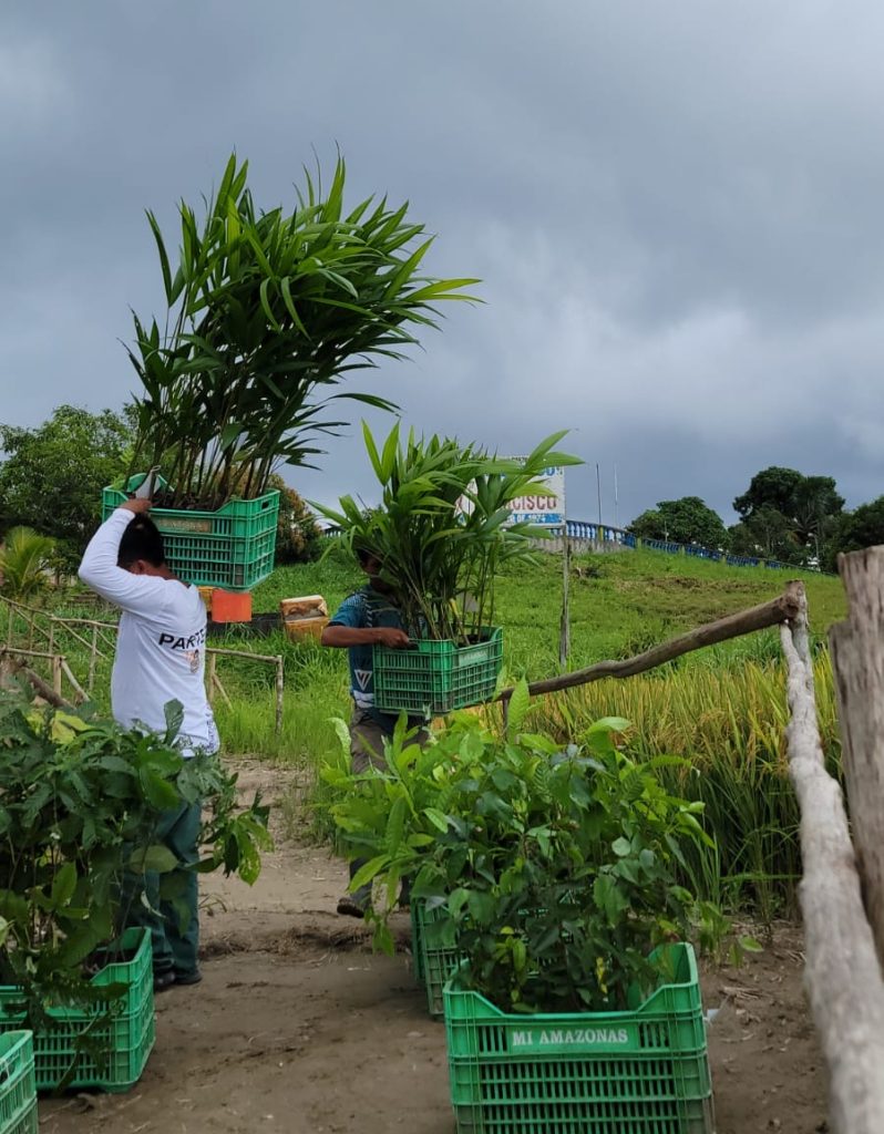 Local community members transporting native plants for reforestation efforts in the Amazon
