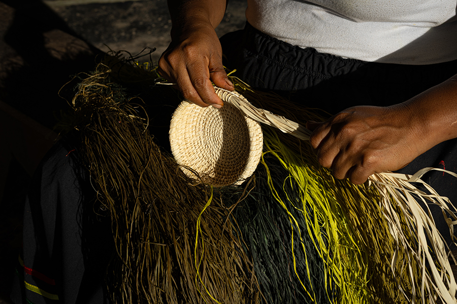Moss and vegetation growing on tree bark in the Amazon rainforest