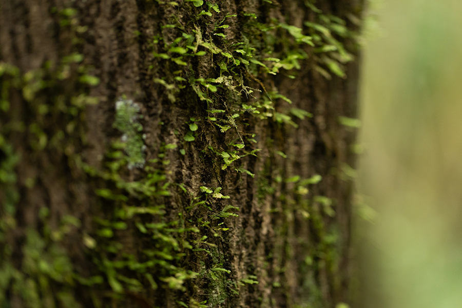 EARTH MONTH IN THE AMAZON