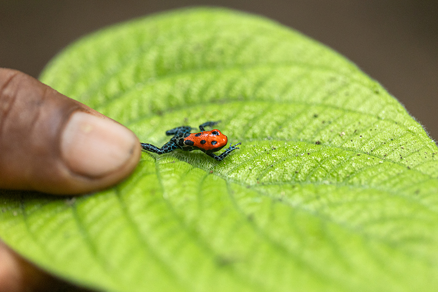 Amazon frog resting on leaf in rainforest ecosystem