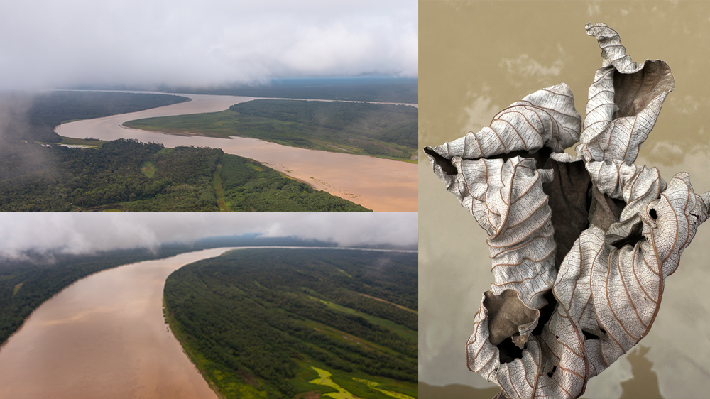 Aerial views of the Amazon River winding through rainforest alongside close-up of dried tropical leaves texture
