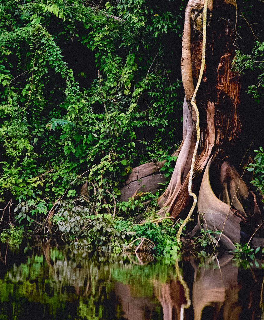 Amazon riverbank with tree reflections in still water