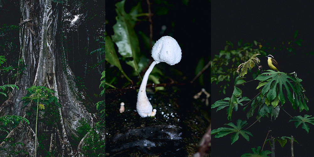 Massive Amazon tree surrounded by dense rainforest vegetation