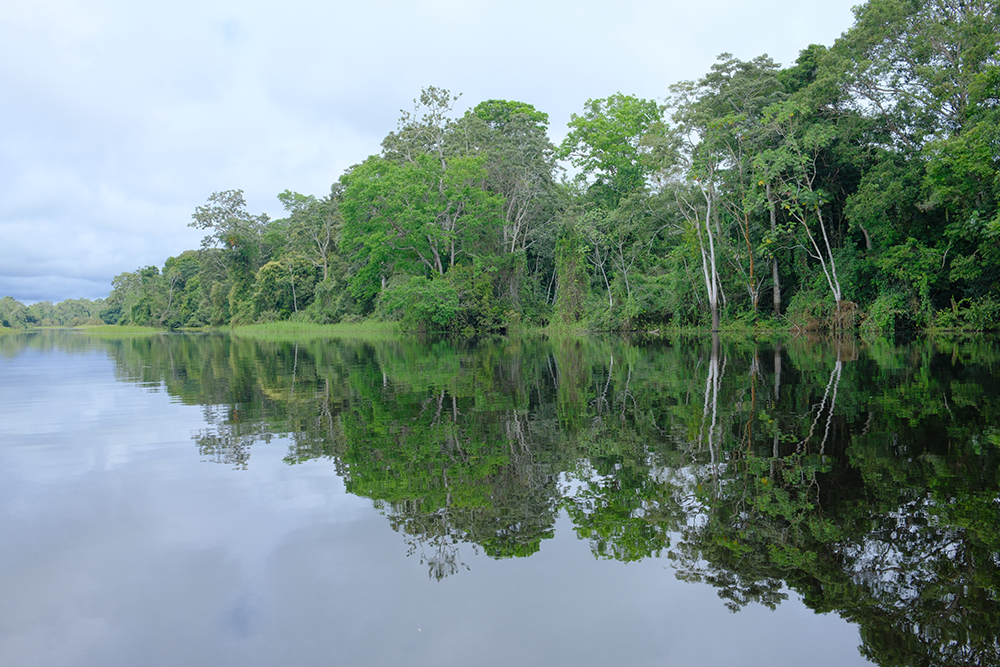 Amazon rainforest reflected in calm river water creating mirror effect