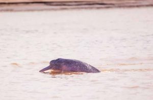 The pink river dolphin, or boto