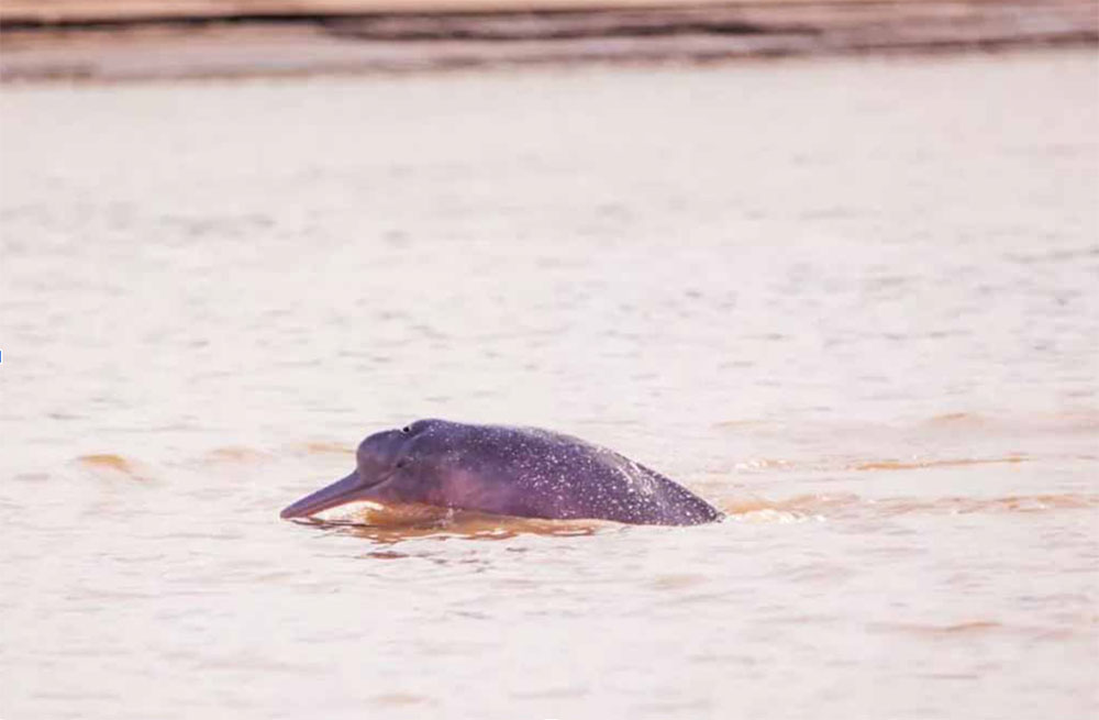 Guardians of the River: Dr. Joanna Alfaro and the Secrets of the Pink Dolphin