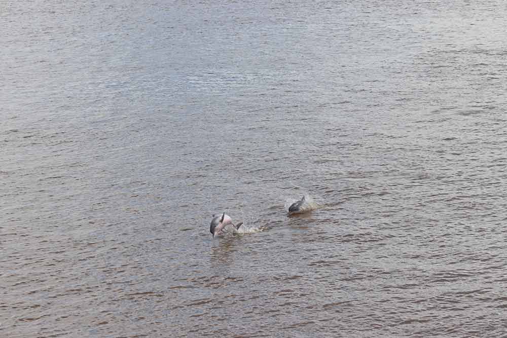 The pink river dolphin