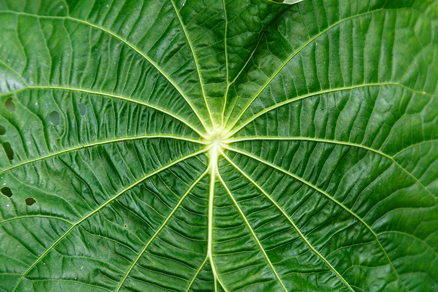 Close up of Amazon rainforest leaf showing natural vein patterns