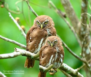 Ferruginous Pygmy Owls