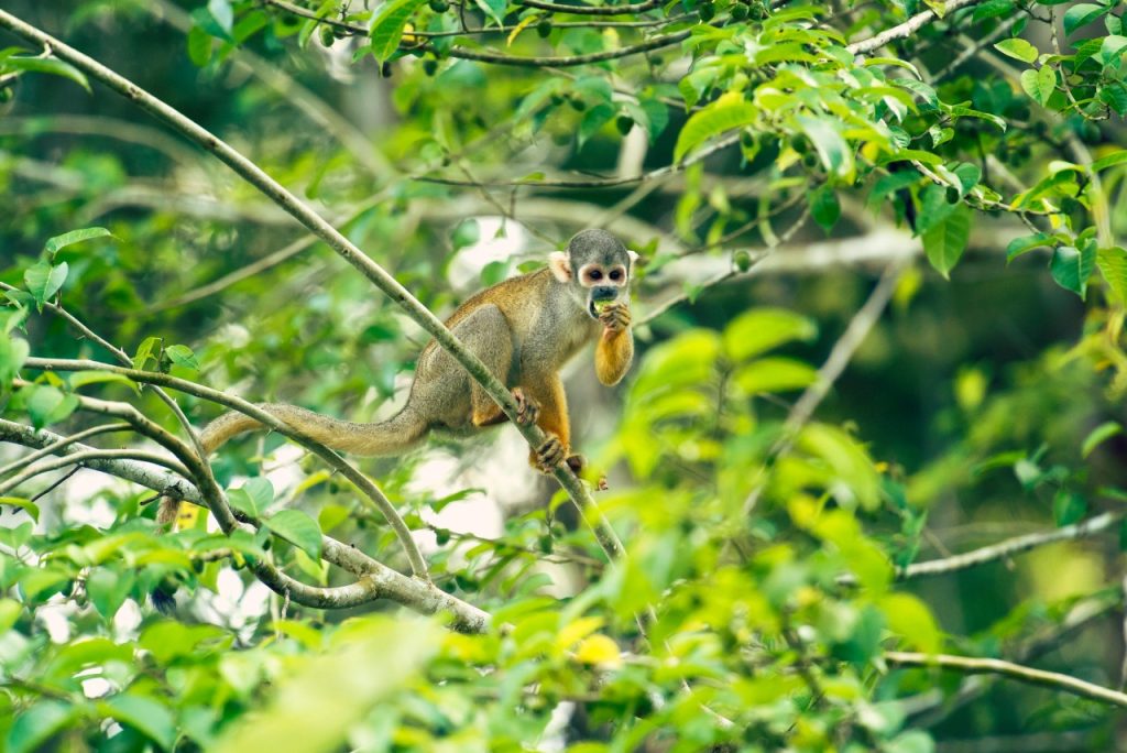 Squirrel monkey perched on a tree branch in the Amazon rainforest