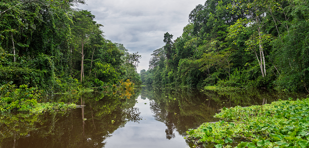 Calm Amazon rainforest waterway surrounded by dense jungle in the Peruvian Amazon