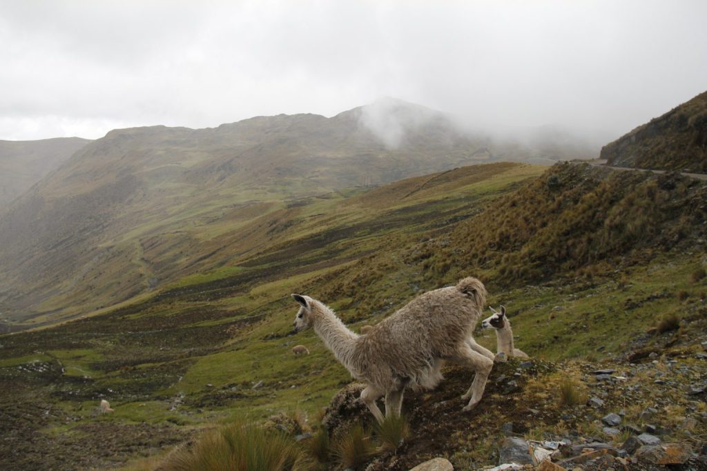 Llamas walking through misty Andean highlands landscape in Peru