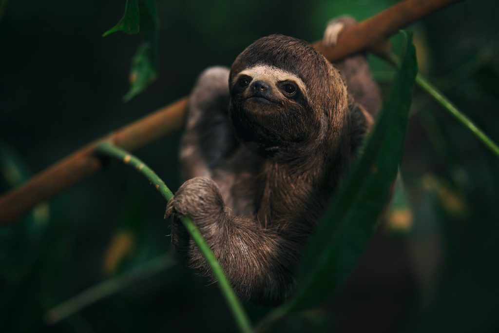 Sloth resting on a tree branch in the Amazon rainforest