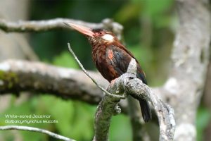 White-eared Jacamar