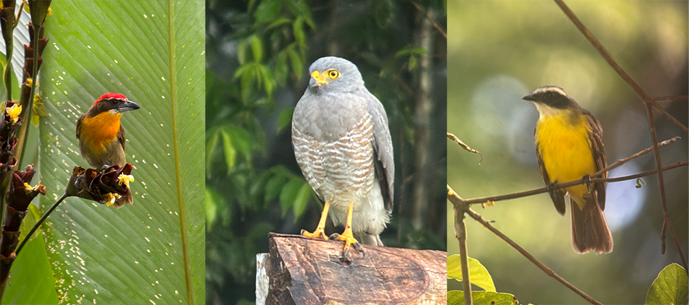 Amazon bird species observed during avitourism workshop in Pacaya Samiria
