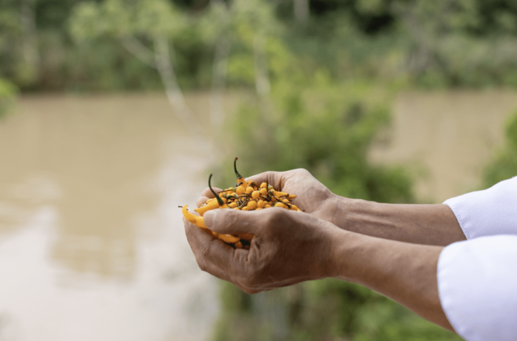 Hands holding charapita peppers, a native Amazonian ingredient