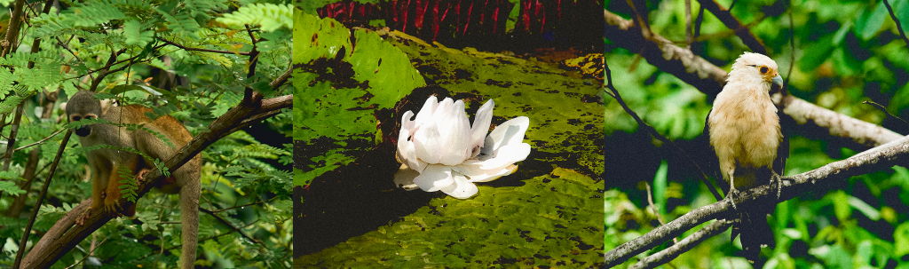 Amazon wildlife including monkey, water lily and bird in dense rainforest