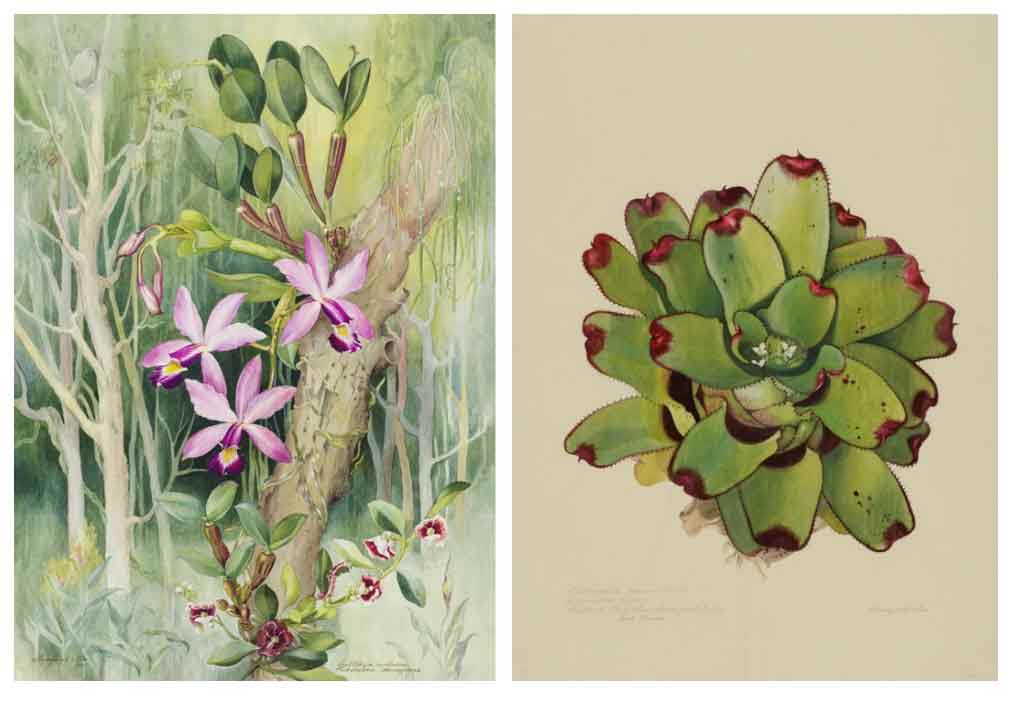 The Amazon: A Woman’s Spirit