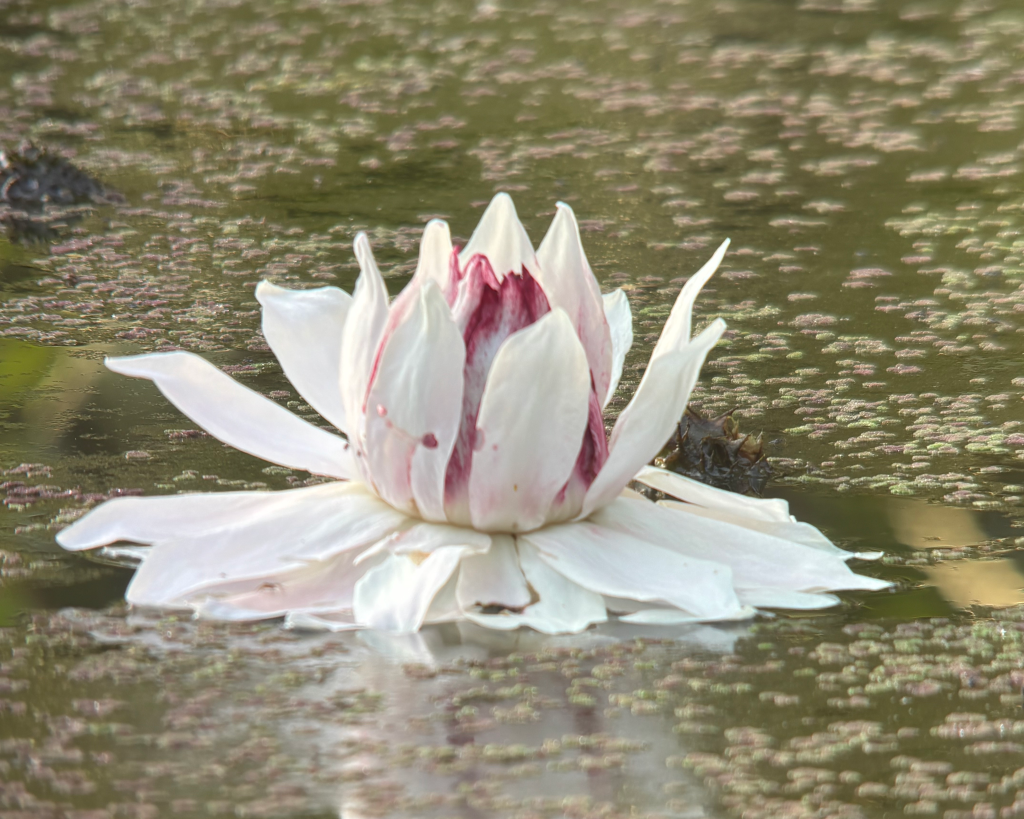 Victoria regia water lily blooming in an Amazon river