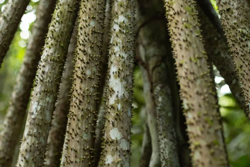 05_Amazon-Rainforest-Tree-Texture