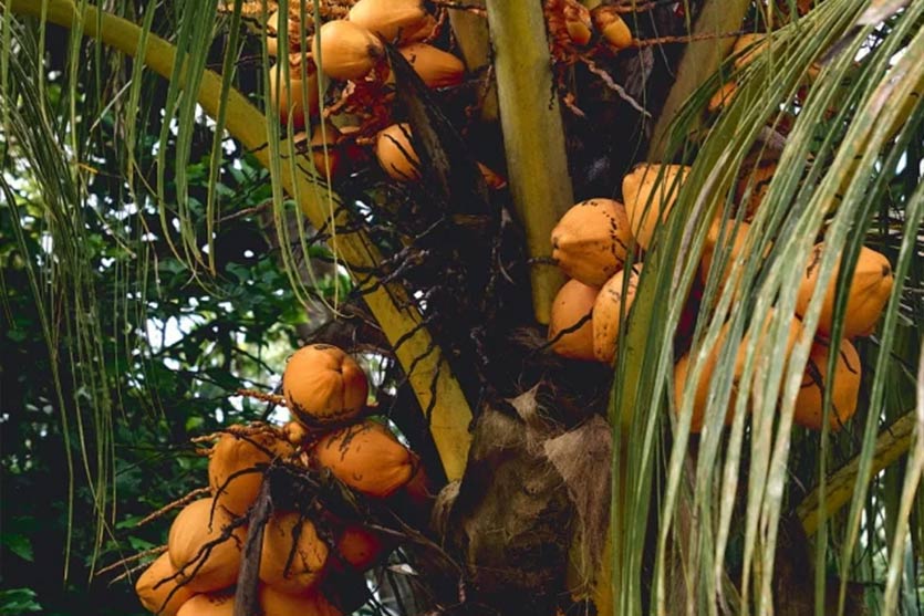 06_Amazon-Palm-Fruit-Peru