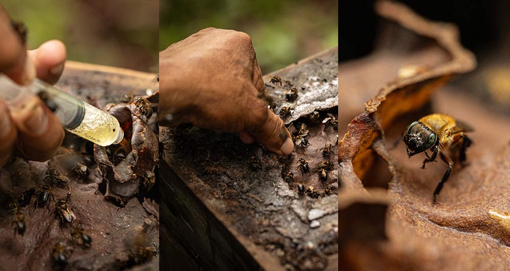 Stingless bee colonies and melipona hives in the Peruvian Amazon