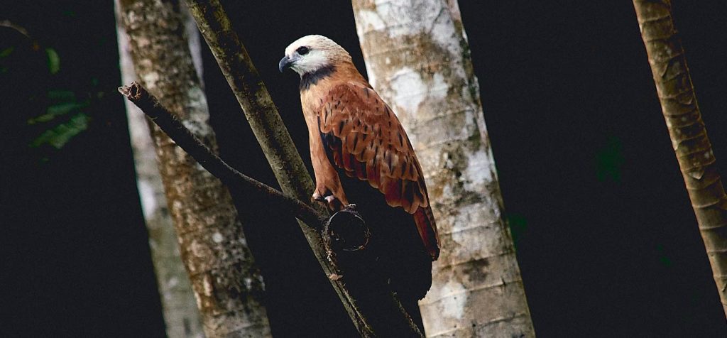 Black-collared hawk perched in the Amazon rainforest at dawn