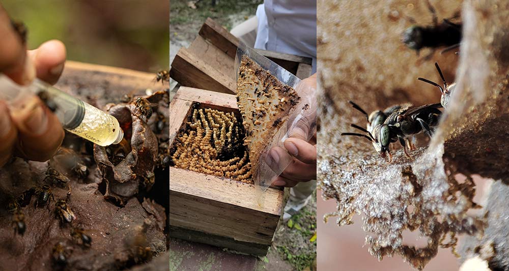 Community melipona conservation and sustainable beekeeping in the Amazon