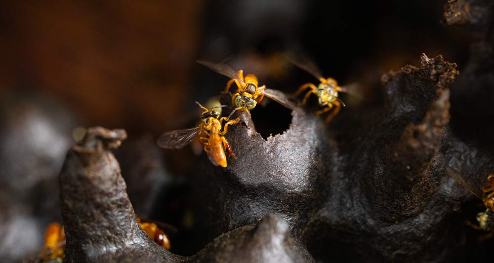 Guest experience discovering stingless bees in the Peruvian Amazon