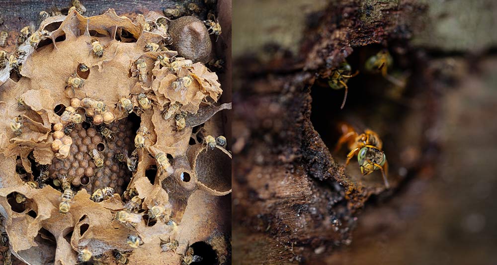 Macro details of stingless bees and melipona honey pots